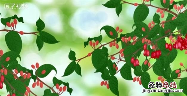 茱萸是什么意思,茱萸在古代指什么意思逢凶化吉