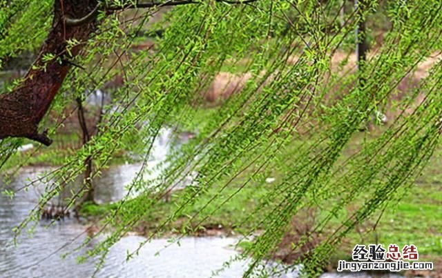 沾衣欲湿杏花雨,吹面不寒杨柳风是什么修辞