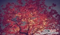 东风夜放花千树拍摄 如何拍摄东风夜放花千树的意境