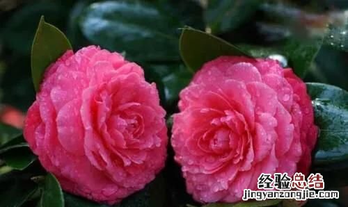 冬天适合种什么花,冬天适合种什么花种子