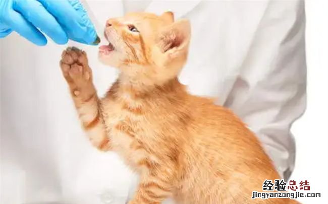 三个月的小猫的猫藓怎么治,3个月小猫长猫癣怎么好的快呢