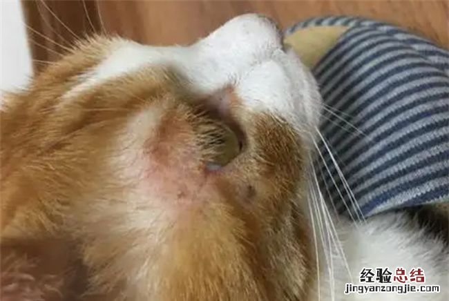 三个月的小猫的猫藓怎么治,3个月小猫长猫癣怎么好的快呢
