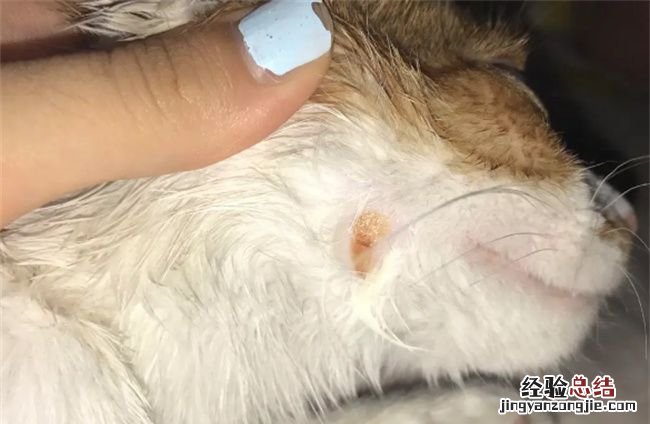 三个月的小猫的猫藓怎么治,3个月小猫长猫癣怎么好的快呢