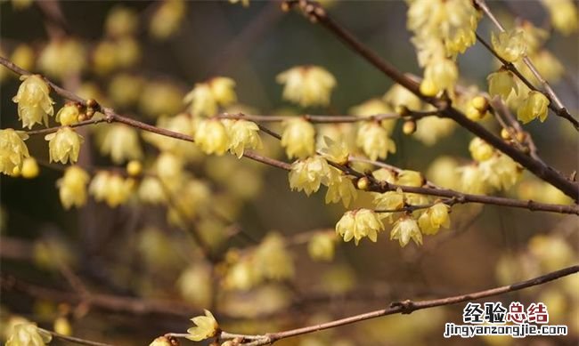 秋季降温图片，霜降花卉都要搬进屋里