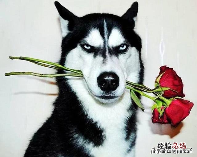 哈士奇怎么养