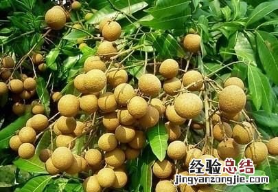 桂圆和龙眼的区别图片对比 桂圆和龙眼有什么区别么