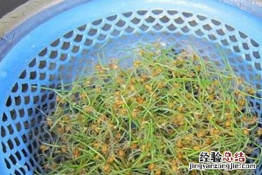 麦芽糖的制作方法