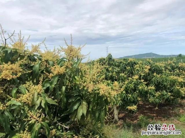 芒果几月份开始控梢