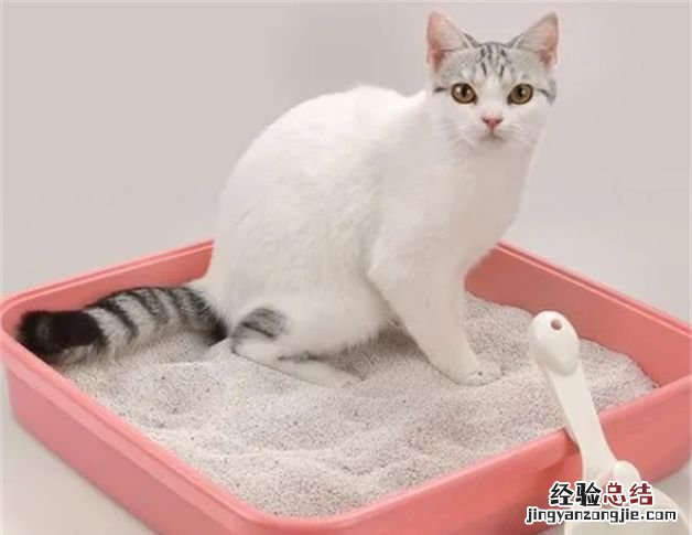 猫砂能不能用来养花，猫砂可以种花吗 膨润土