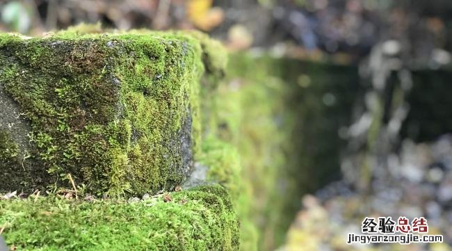 去除院子里青苔的最好办法是