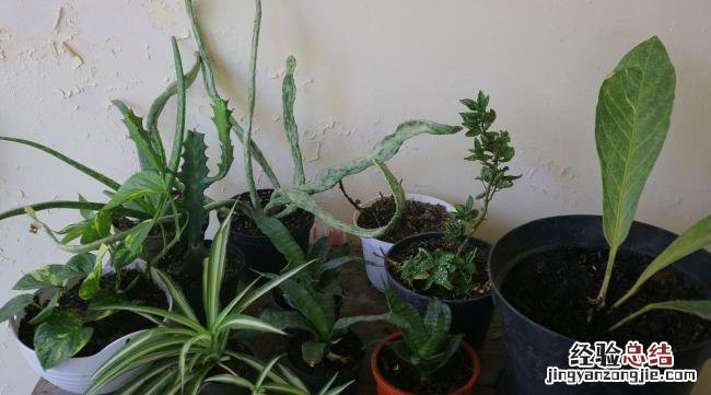 麒麟换盆后能浇水吗
