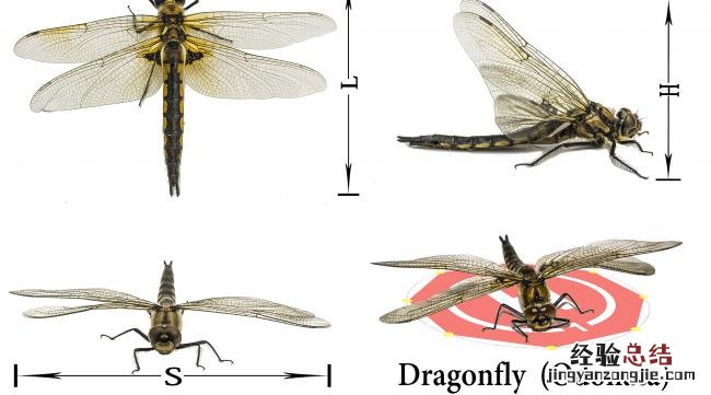 蜻蜓的翅膀怎么飞行的