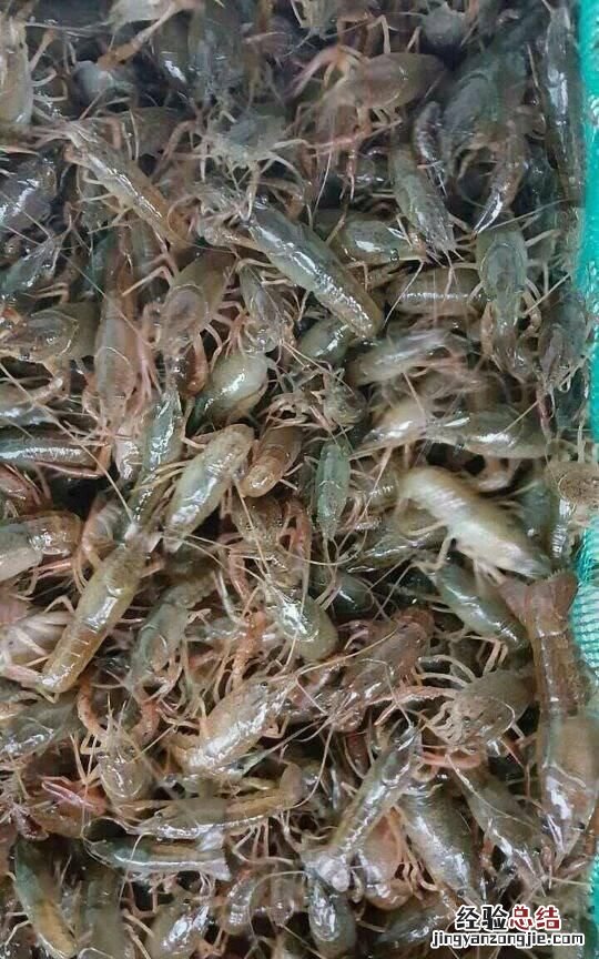 怎样清洗龙虾球 怎样清洗龙虾