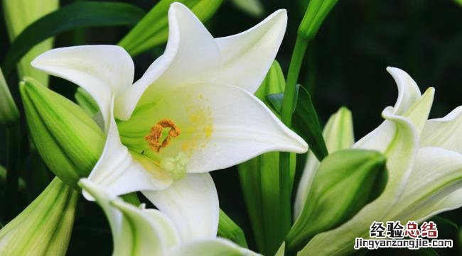 百合花寓意是什么意思