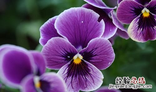 三色堇花语，三色堇的花语是什么意思