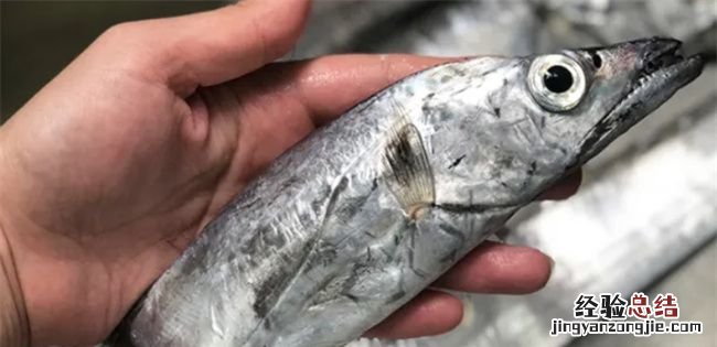 带鱼可以养殖,带鱼生活在哪里