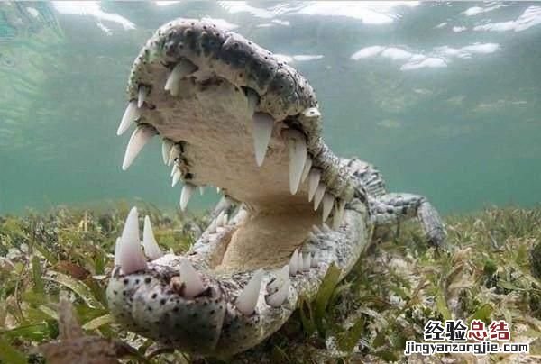为什么鳄鱼无法伸出它们的舌头呢