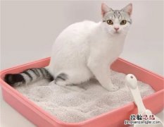 猫砂霉了还能用吗，猫砂长毛了还可以用不