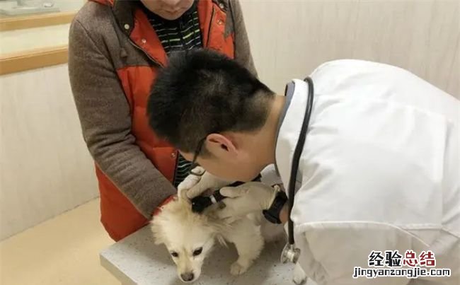 狗狗被烫伤怎么处理,狗狗被烫伤了怎么办