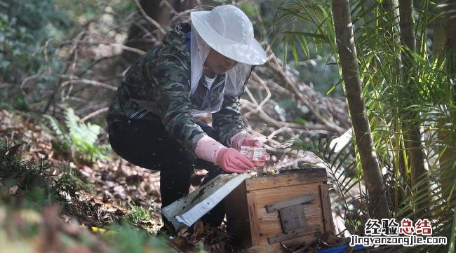 如何诱惑野生蜜蜂