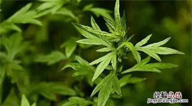 端午节的由来，新娘床上放艾草寓意什么