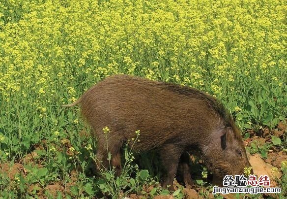 熊的鼻子像什么比喻句 熊的鼻子大吗