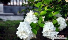 琼花花语，烟花三月下扬州烟花指的什么季节