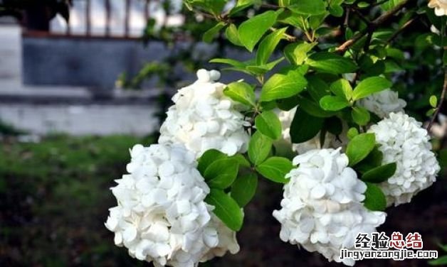 琼花花语,烟花三月下扬州烟花指的什么季节