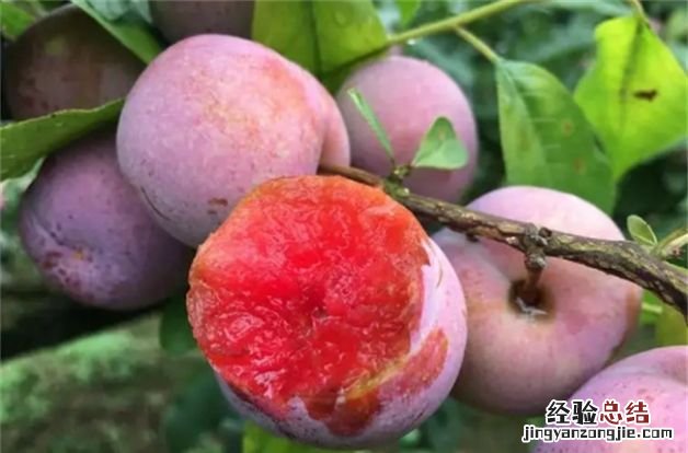 三华李几月份成熟上市，三华李是什么时候成熟的
