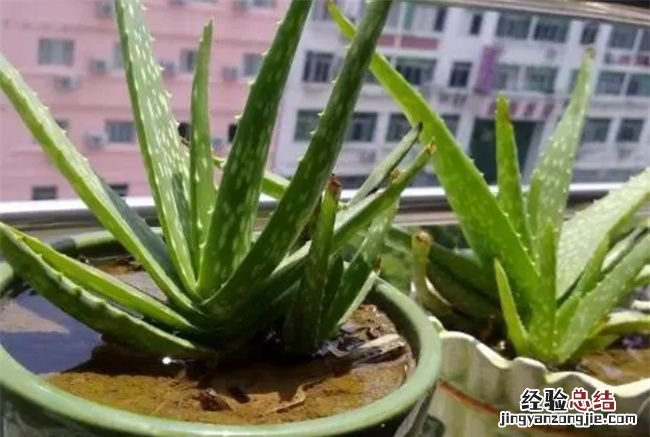 东向阳台可以养月季吗，芦荟放阳台上需注意哪些事项