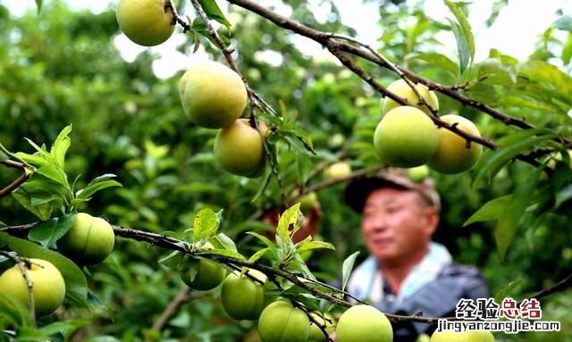 李子种子种出的都是野李子吗