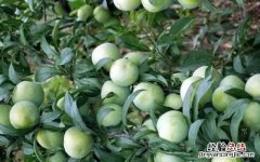 李子种子种出的都是野李子吗