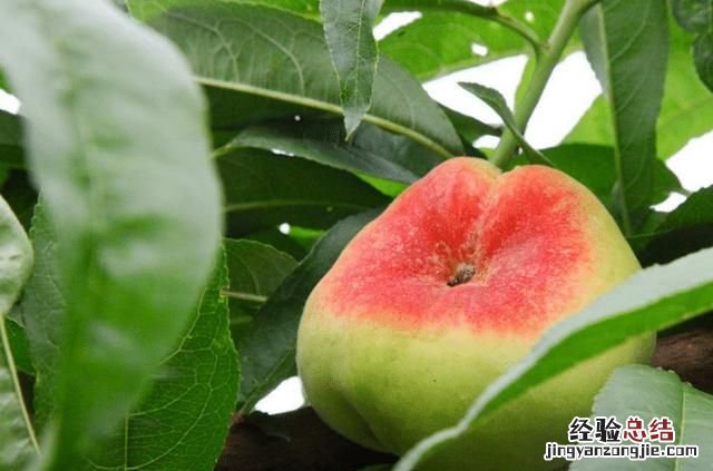 蟠桃怎么种植,盆栽蟠桃种植方法