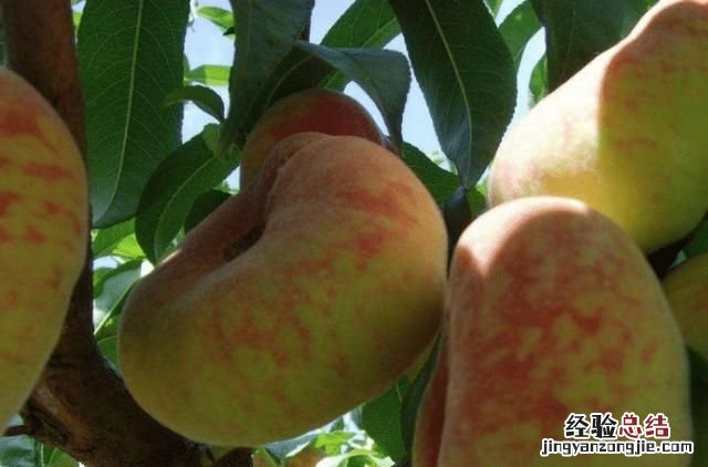 蟠桃怎么种植,盆栽蟠桃种植方法