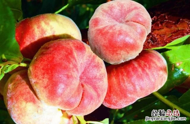 蟠桃怎么种植,盆栽蟠桃种植方法