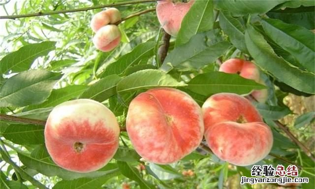 蟠桃怎么种植,盆栽蟠桃种植方法