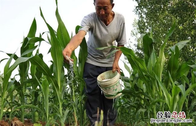 玉米什么时候施尿素好,割完了玉米什么时候撒尿素好