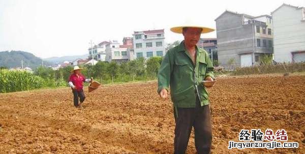 玉米什么时候施尿素好,割完了玉米什么时候撒尿素好