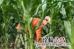 玉米什么时候施尿素好，割完了玉米什么时候撒尿素好