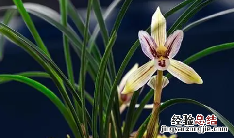 兰花的象征意义,兰花的寓意是什么
