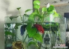 绿萝可以放鱼缸里和鱼一起养，水培绿萝可以和金鱼一起养吗