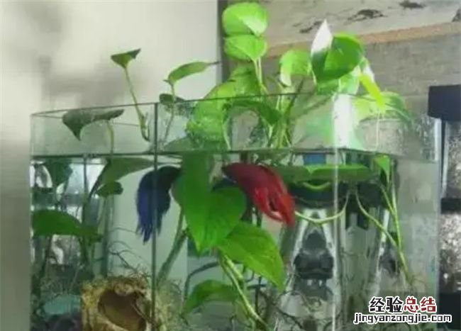 绿萝可以放鱼缸里和鱼一起养,水培绿萝可以和金鱼一起养吗