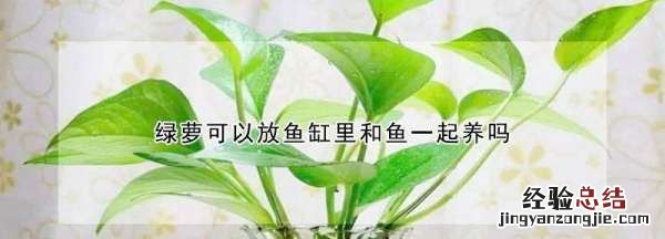绿萝可以放鱼缸里和鱼一起养,水培绿萝可以和金鱼一起养吗