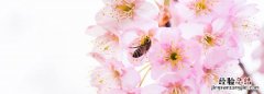 日本国花是樱花还是菊花，日本国花到底是樱花还是菊花呢