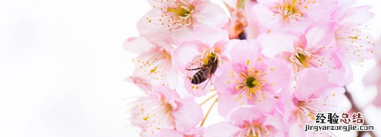 日本国花是樱花还是菊花,日本国花到底是樱花还是菊花呢