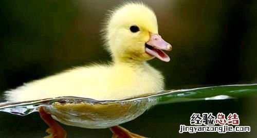 世界上有不会游泳的鸭子吗?有何依据呢