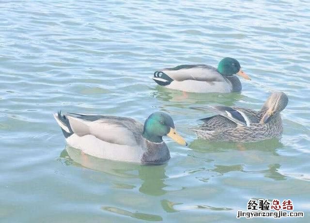 世界上有不会游泳的鸭子吗?有何依据呢