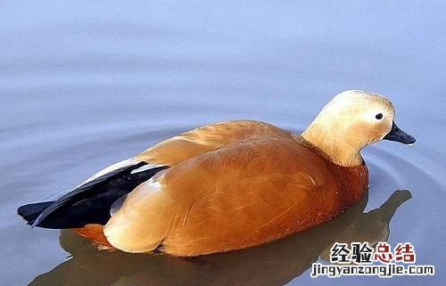 世界上有不会游泳的鸭子吗?有何依据呢