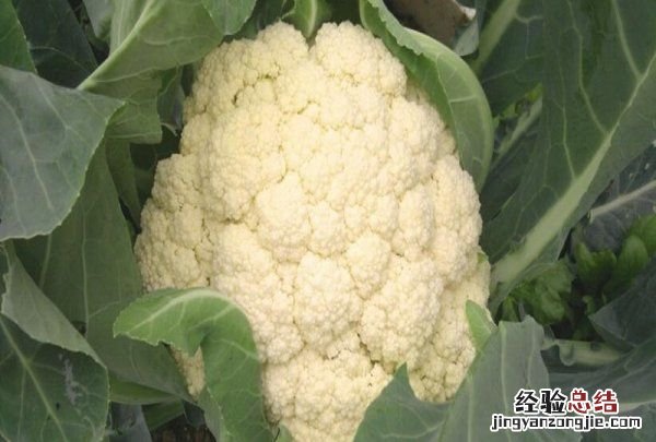 龙葵和白花菜区别,百花菜和白花菜区别