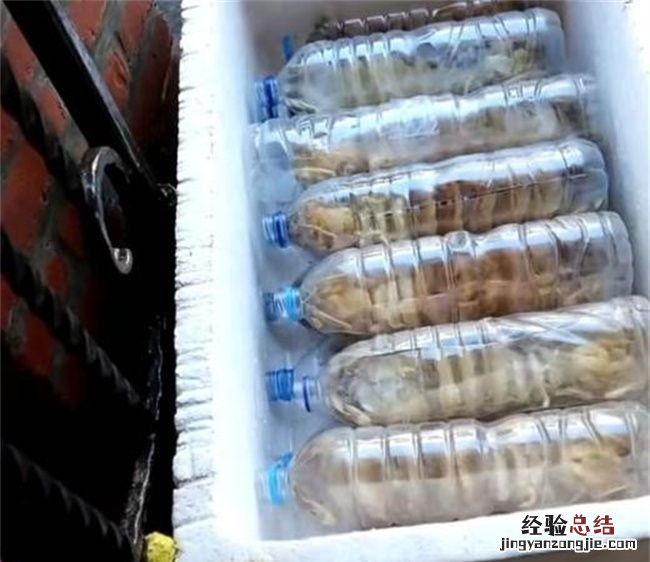 活虾可以放矿泉水瓶保存，买回家的活虾怎么保存时间长